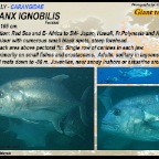 Caranx ignobilis - Giant
