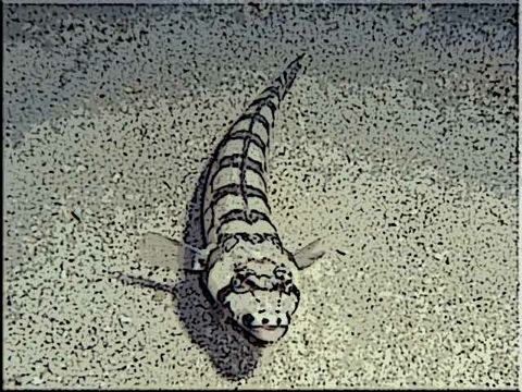 Sandperch-info