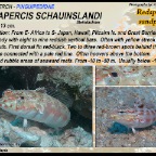 Parapercis schauinslandi - Redspotted