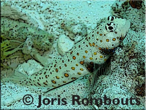 Goby-info