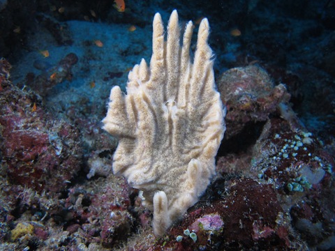 1_tunicate_weh