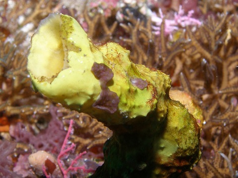 1Sponge_1_Nusa-lembongan