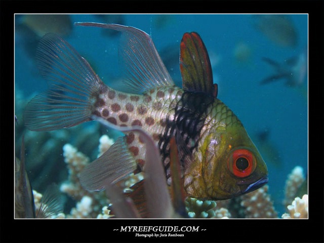 Poster slideshow:myreefguide.com.mov